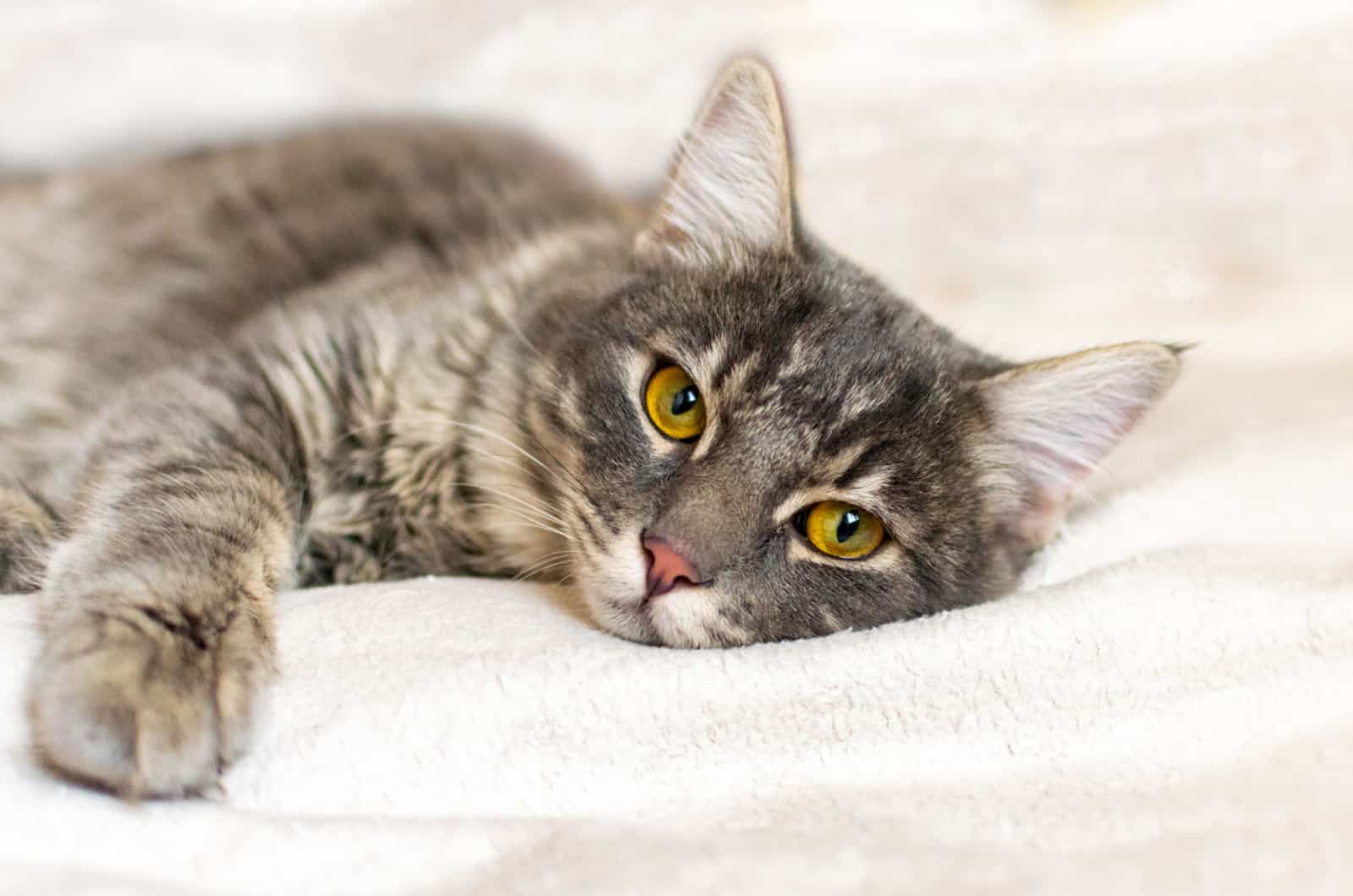 Sad sick young gray cat lies on a white fluffy blanket