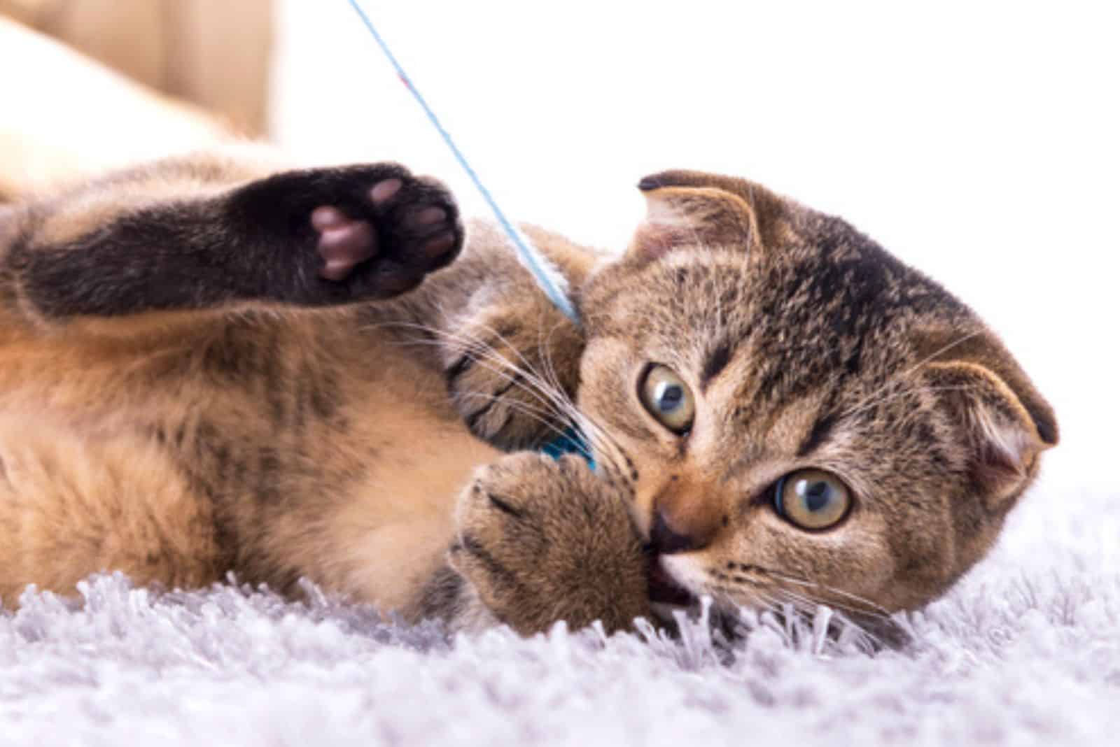 Scottish fold kitten playing with a toy 
