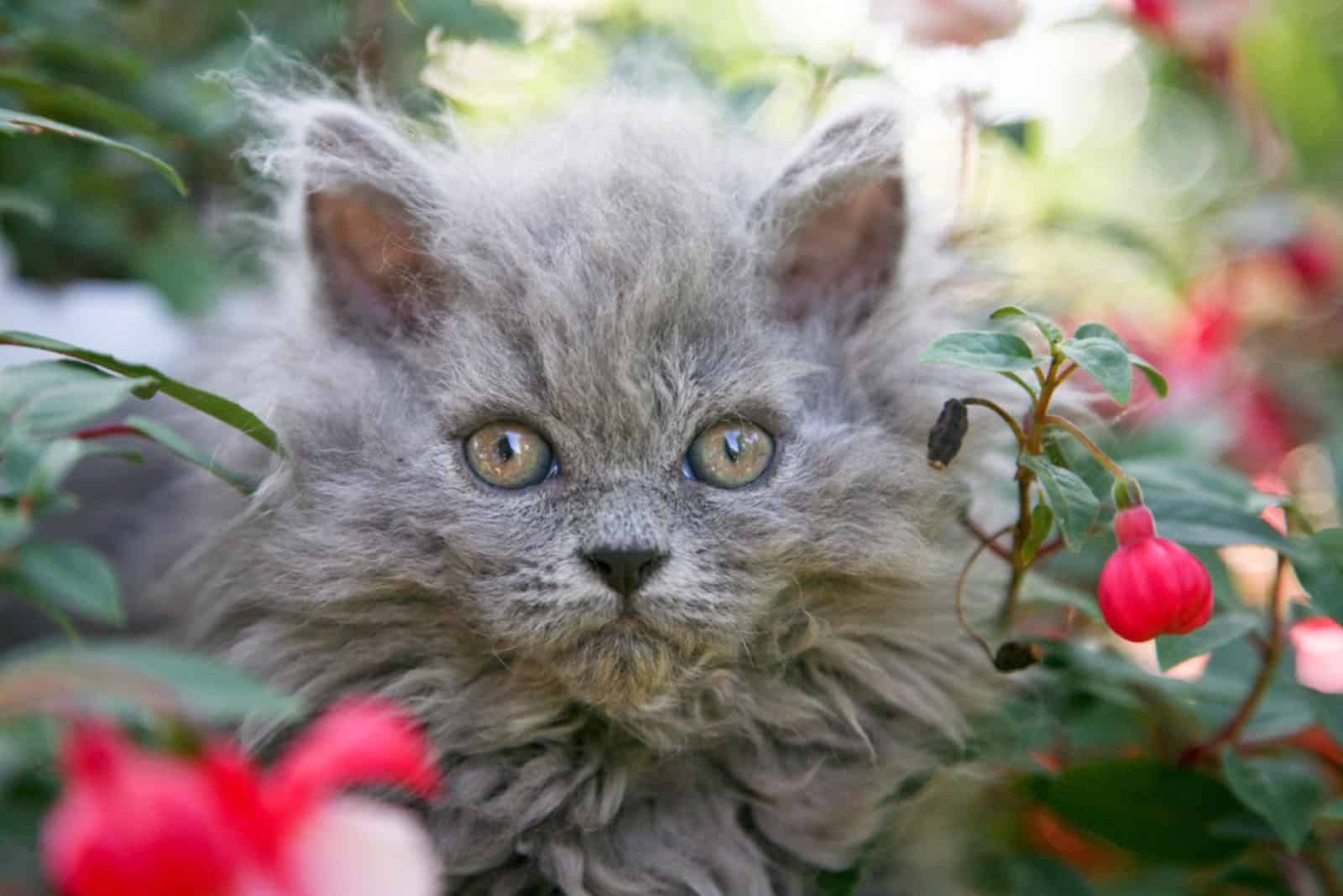 Selkirk rex kitten sitting in flowers