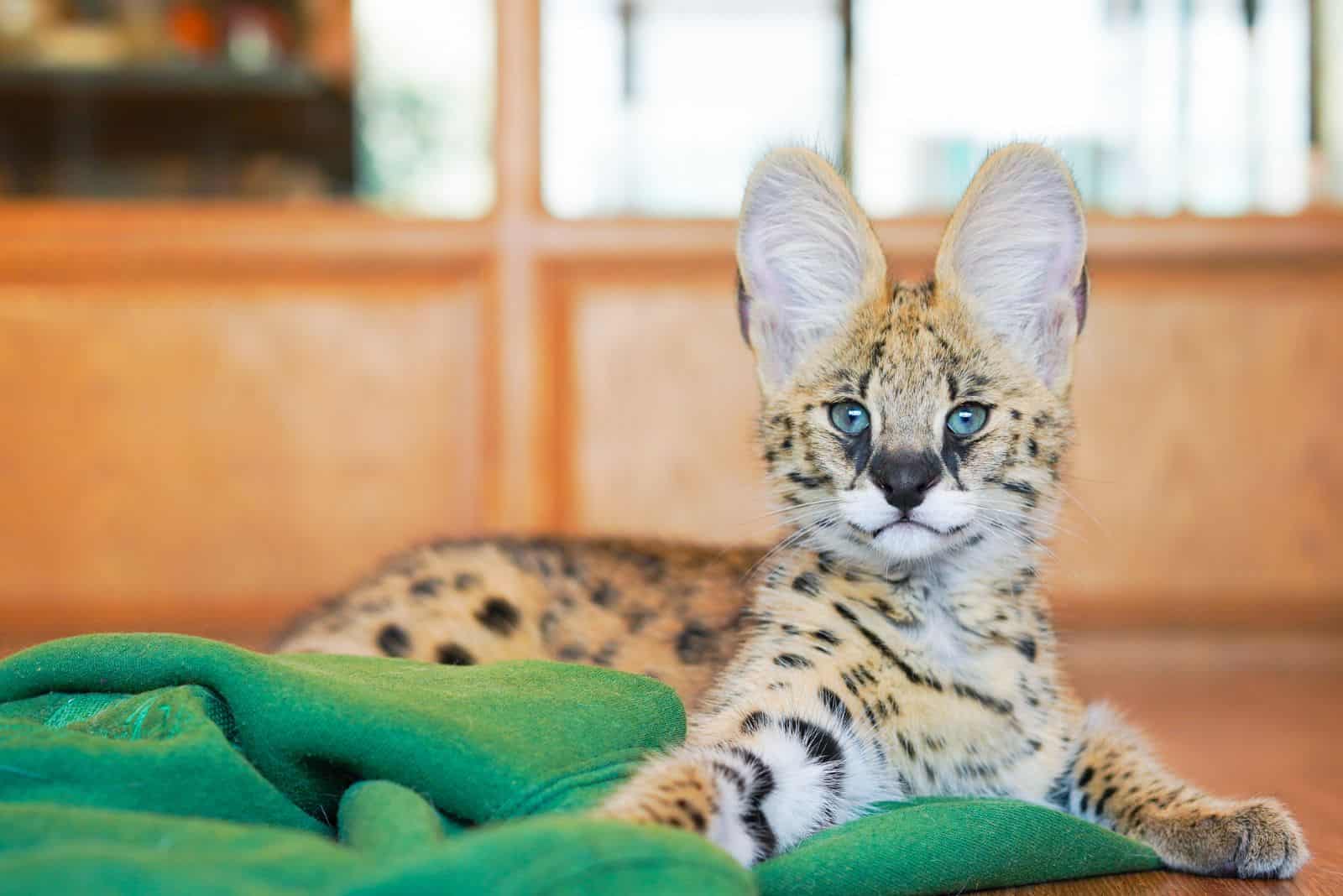 Serval Cat is lying on the floor on a green blanket