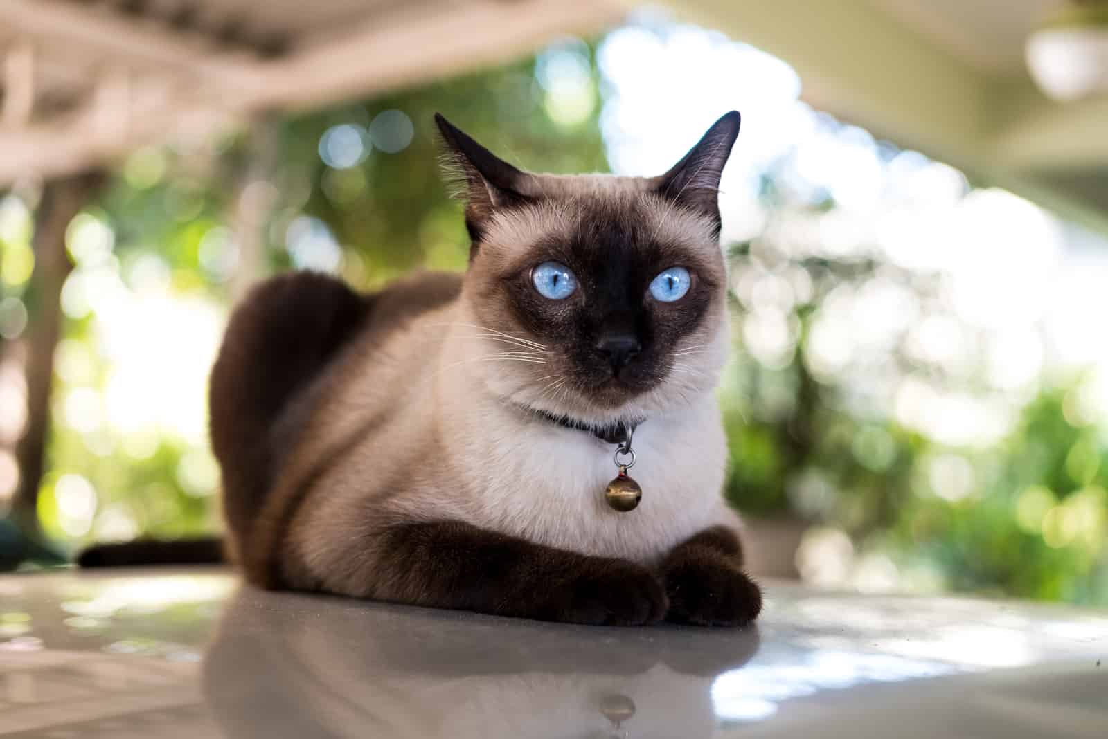 Siamese cat resting on the floor