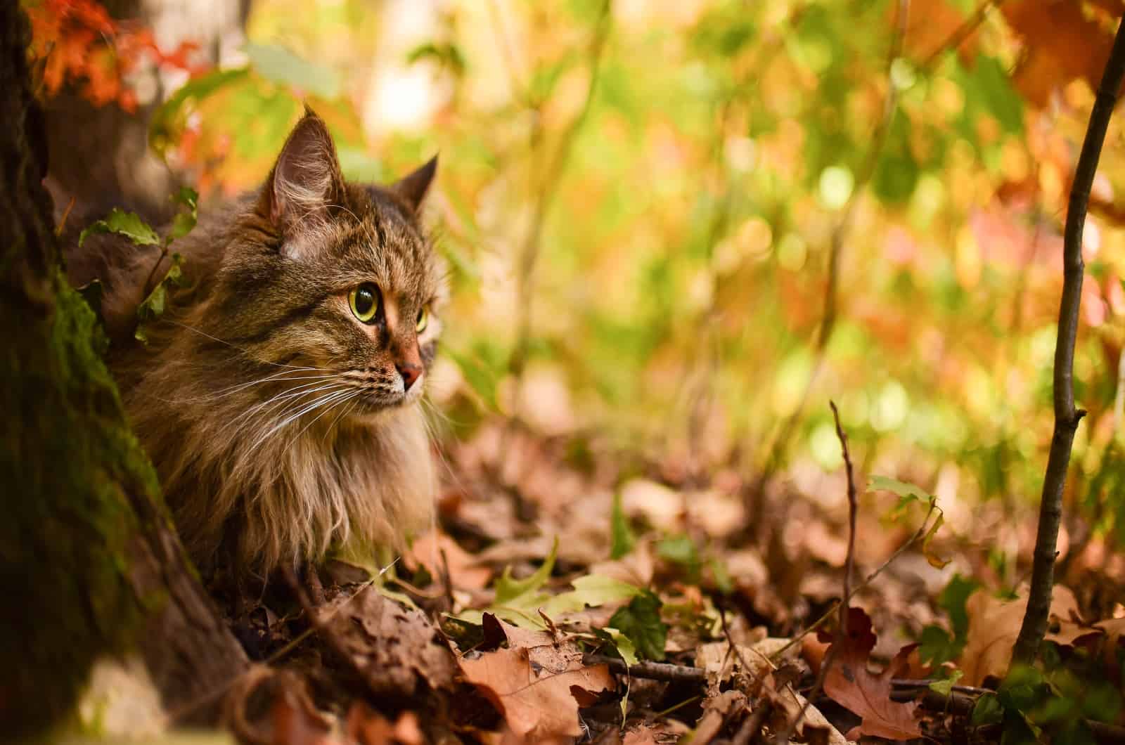 Siberian Cat sitting outside