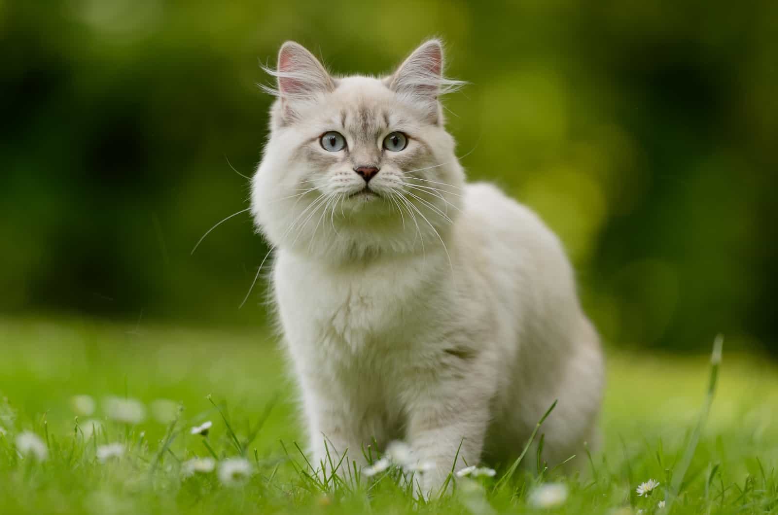 Solid Siberian Cat