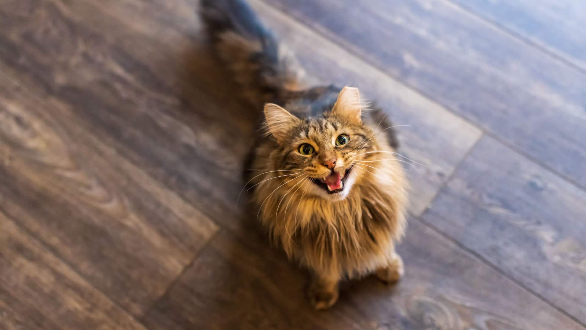 long haired tabby cat making a clicking noise with mouth