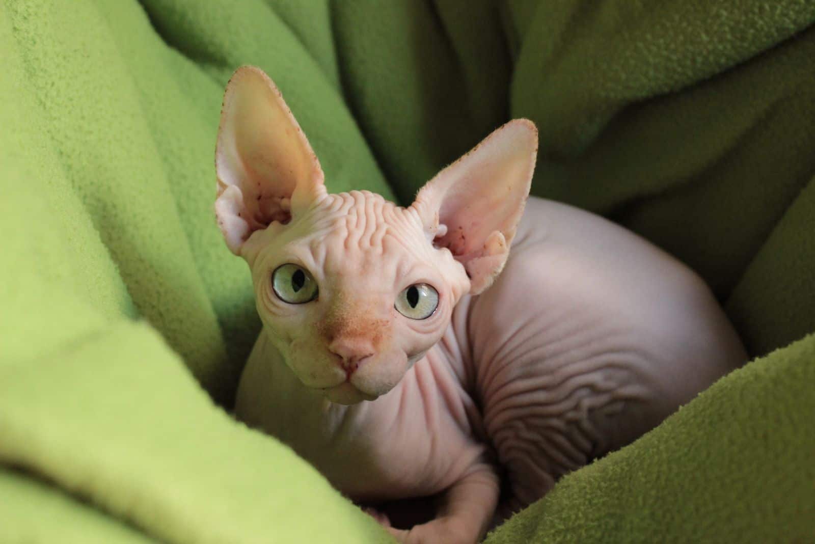 Sphynx Cat is lying on her pillow