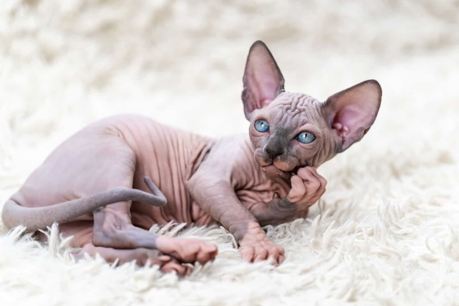 Sphynx Cat kitten blue mink with white color looking at camera
