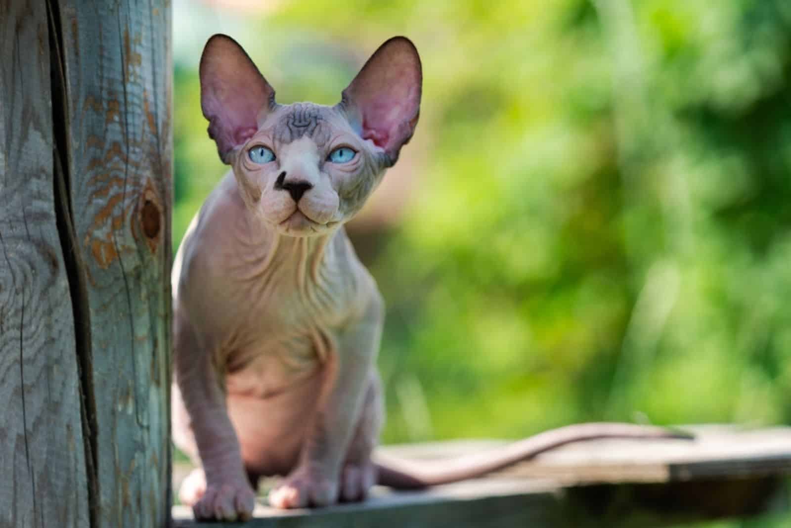 Sphynx Cat sits relaxed on high wooden crossbar