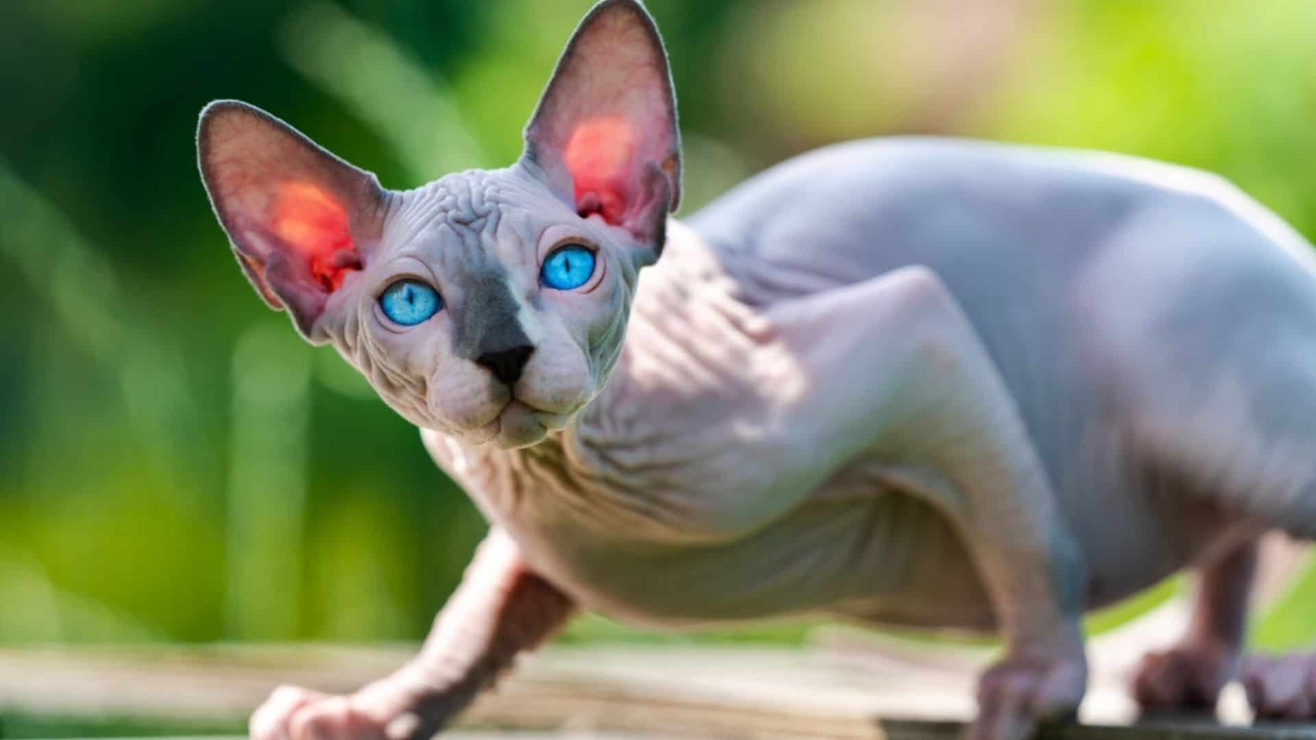 sphynx cat with blue eyes