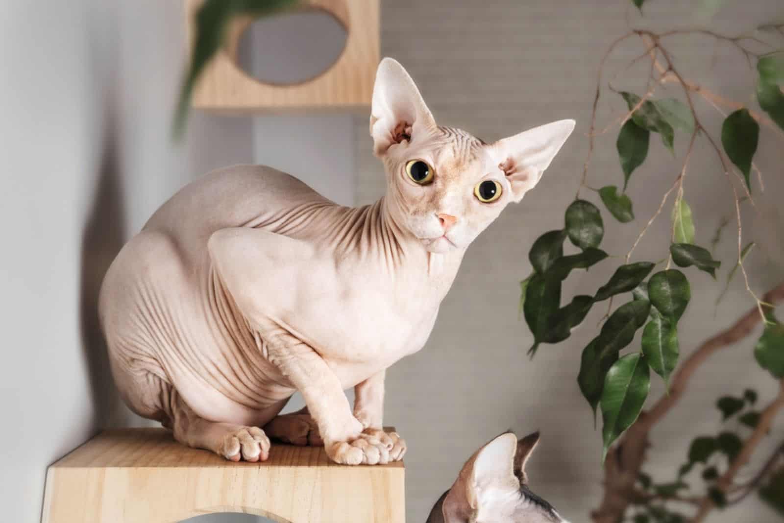Sphynx cat looking at camera while sitting on floating wall shelf