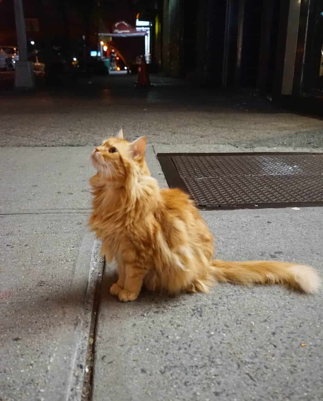 Tennessee Rex cat sitting outdoor