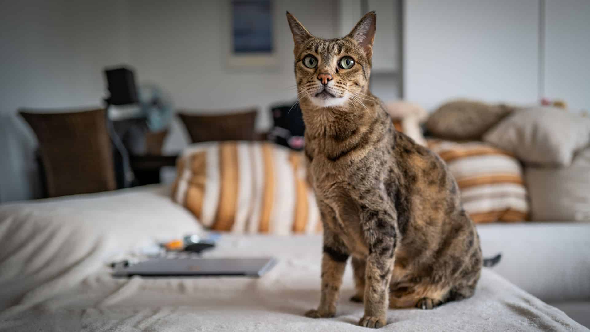Savannah Cat is sitting on the couch and looking at the camera