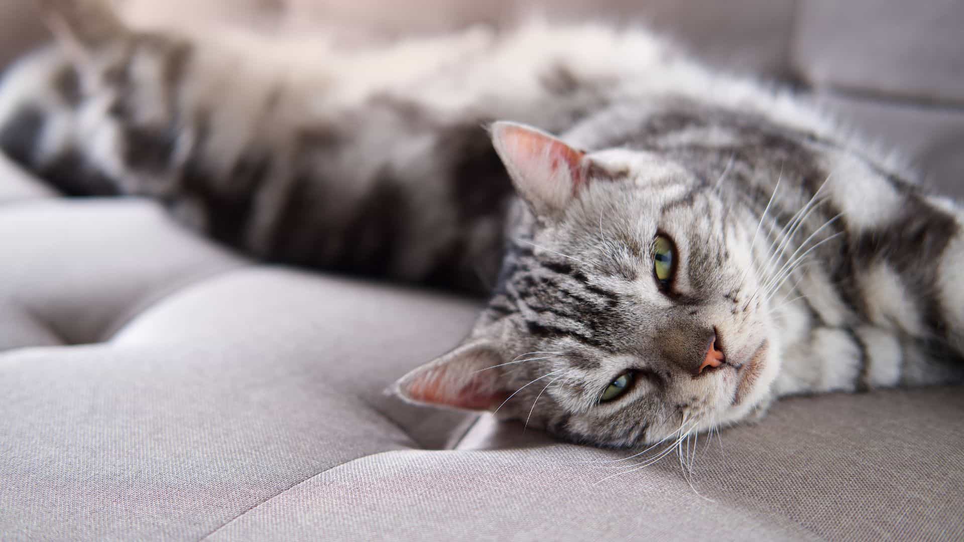 a beautiful cat rests on the sofa