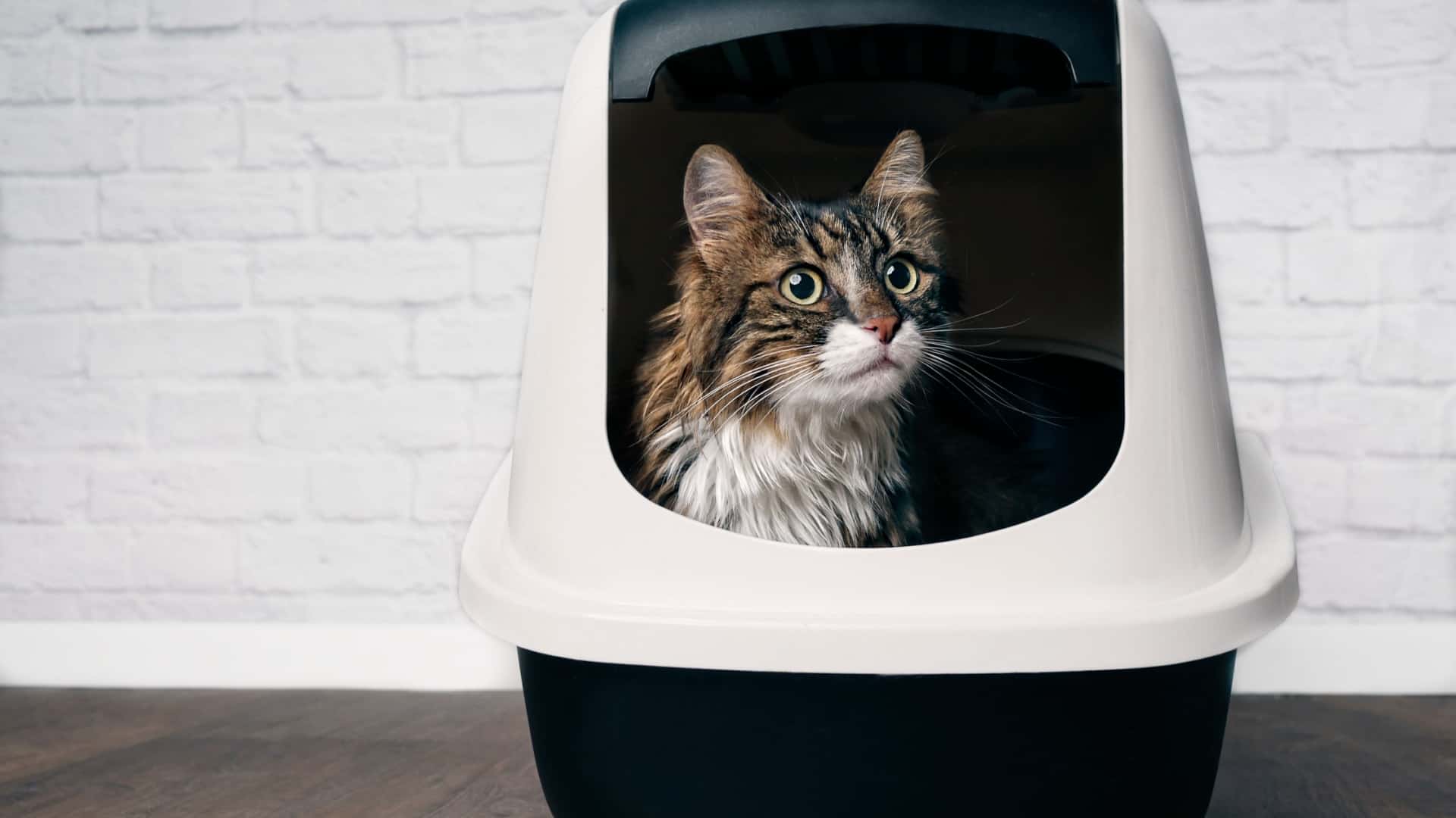 maine coon in a litter box