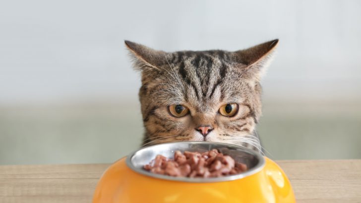 Unbiased Opinion On Cat Food Nulo – Review Of Top 5 Products