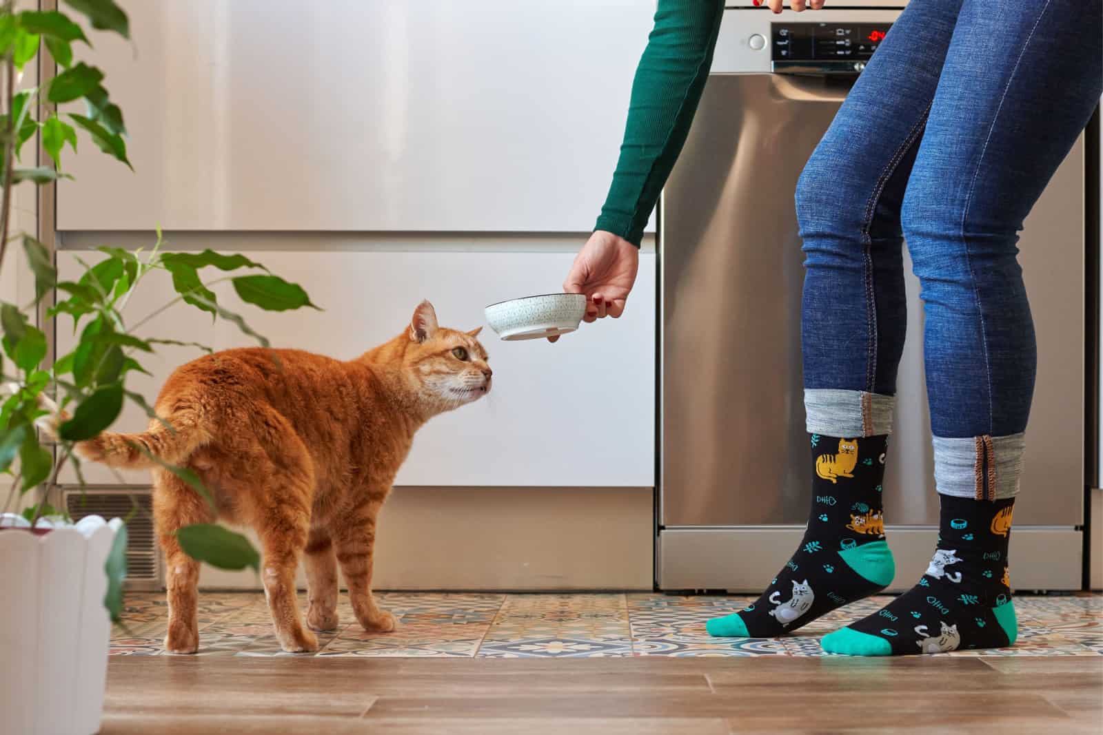 Unrecognizable woman feeding her cat in socks