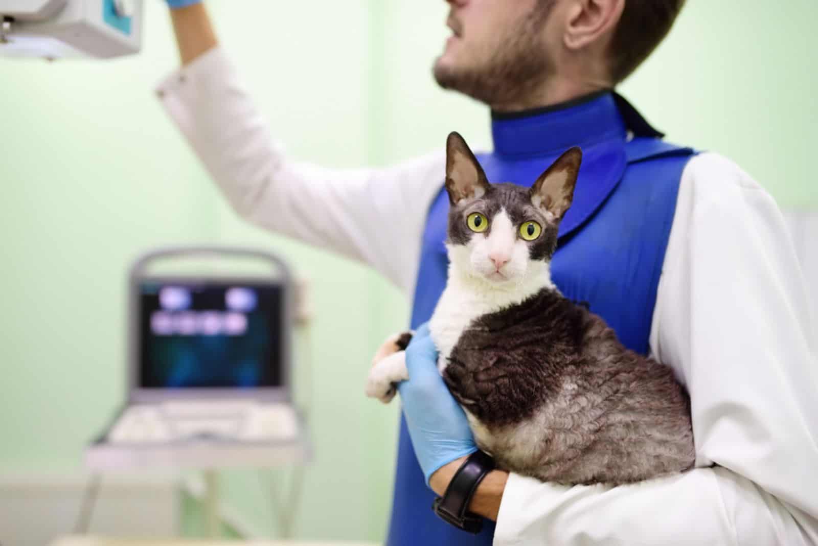 Veterinarian doctor are going to do an x-ray of the breed Cornish Rex cat 