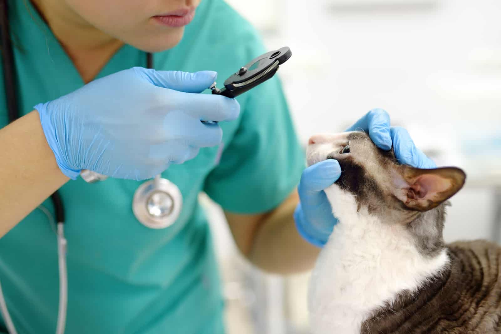Veterinarian doctor checks eyesight of a cat