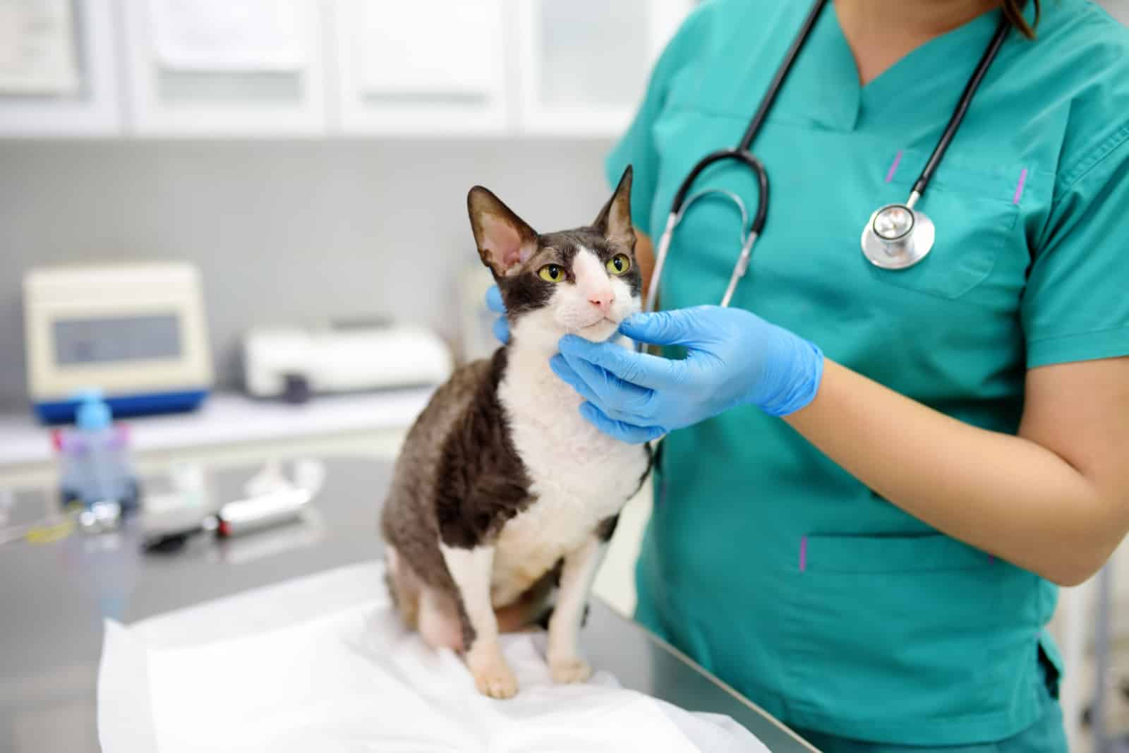Veterinarian examines a cat of a disabled Cornish Rex breed in a veterinary clinic