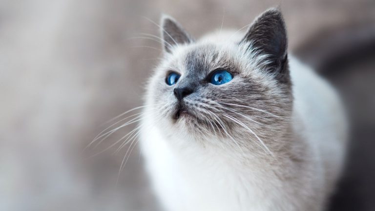 cat with blue eyes