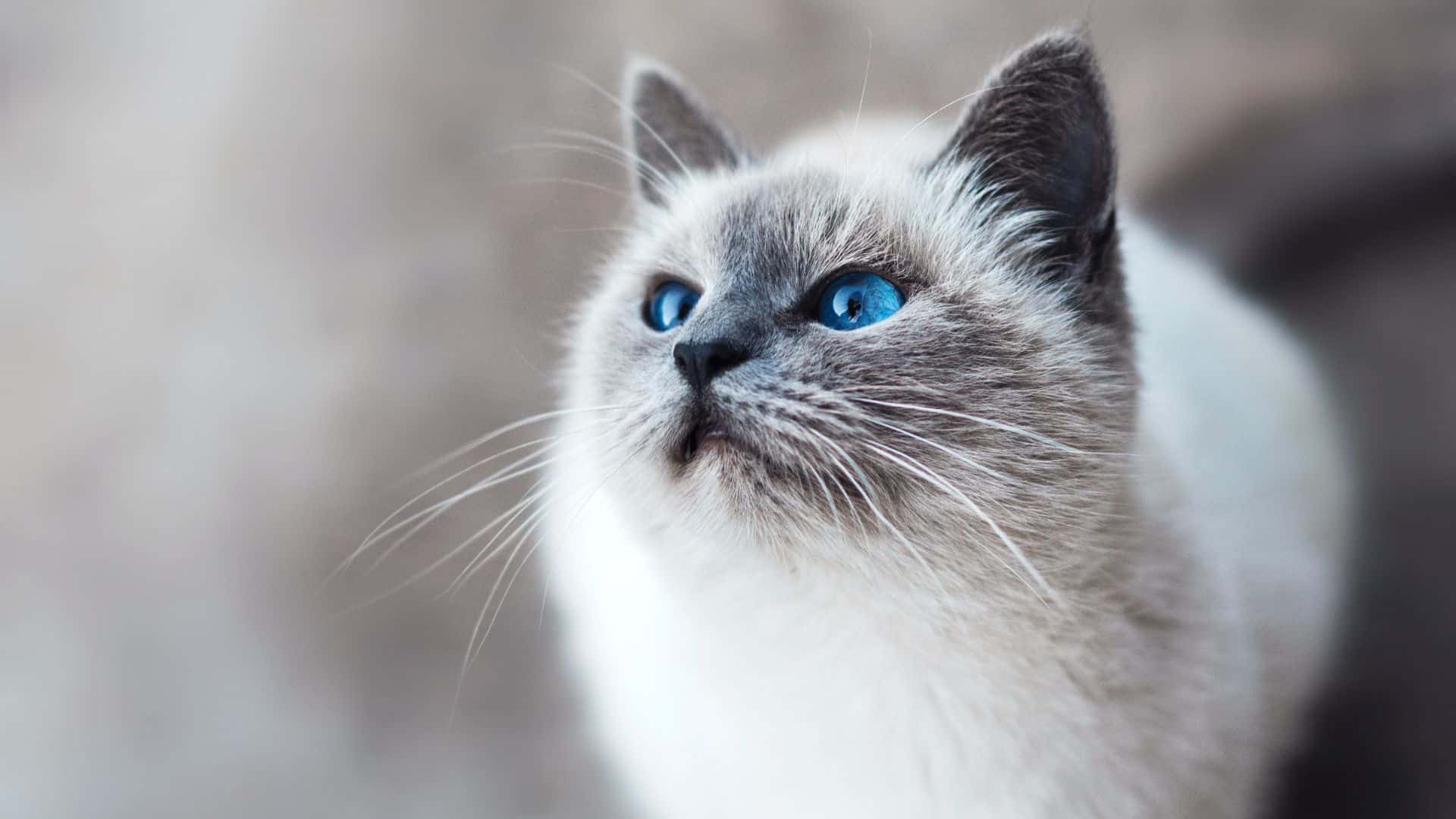 cat with blue eyes