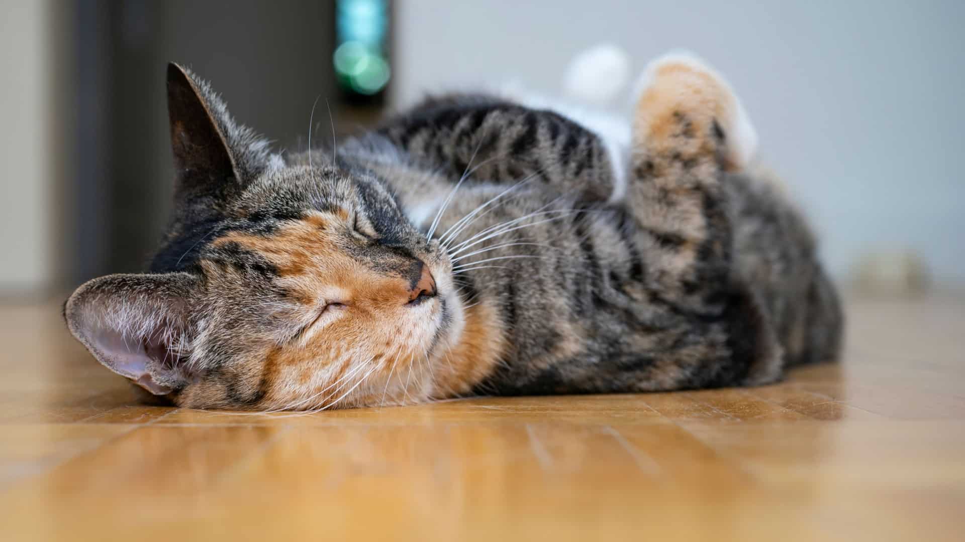 torbie cat resting