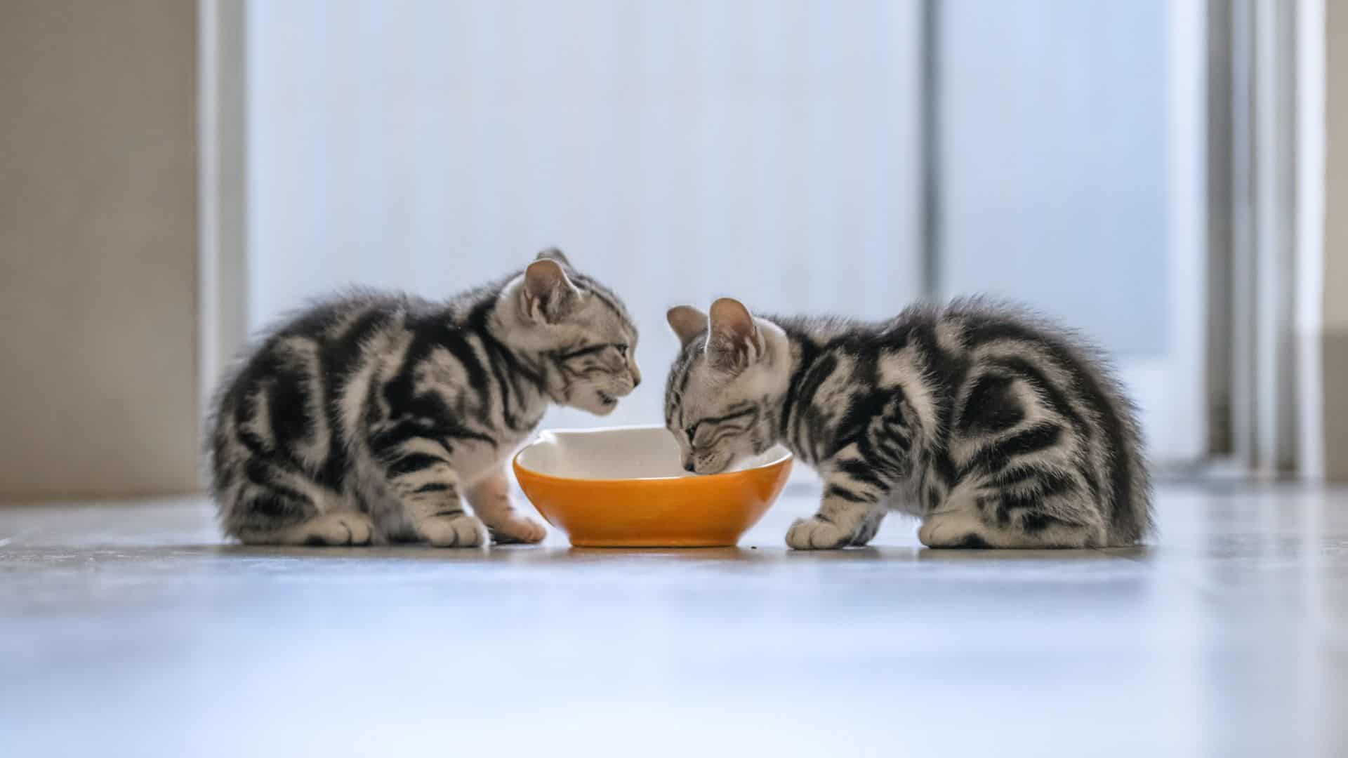 two american kittens eating best food for kittens from an orange bowl in the kitchen