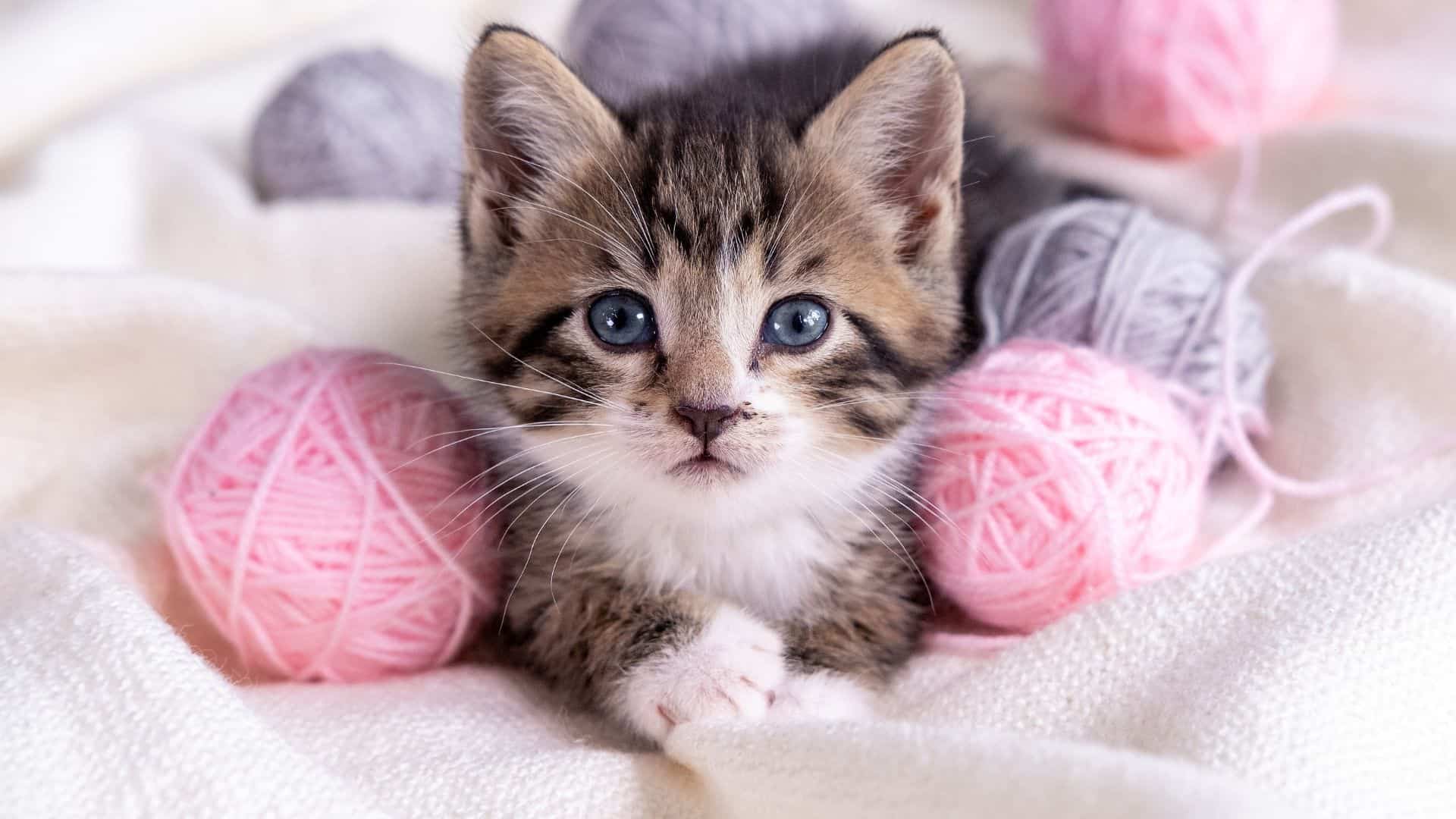 cute kitten posing for photo