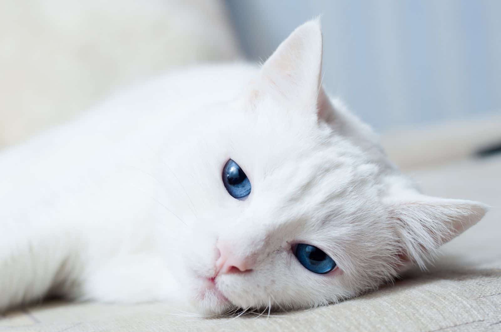 White Cat lying on bed
