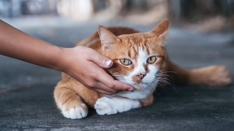 Cat with swollen Lymph Nodes