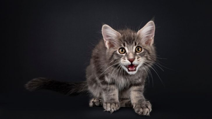 Why Do Cats Chirp? 3 Reasons You’ll Find Fascinating