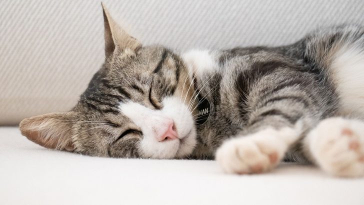 Why Is My Cat Sleeping Face Down? 5 Possible Reasons