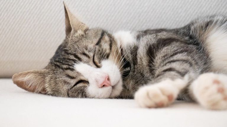 cute cat is sleeping