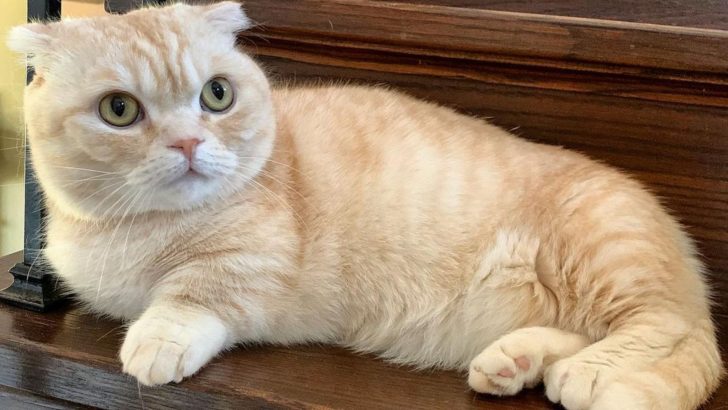 Why Is The Scottish Fold Munchkin Cat Getting So Popular?