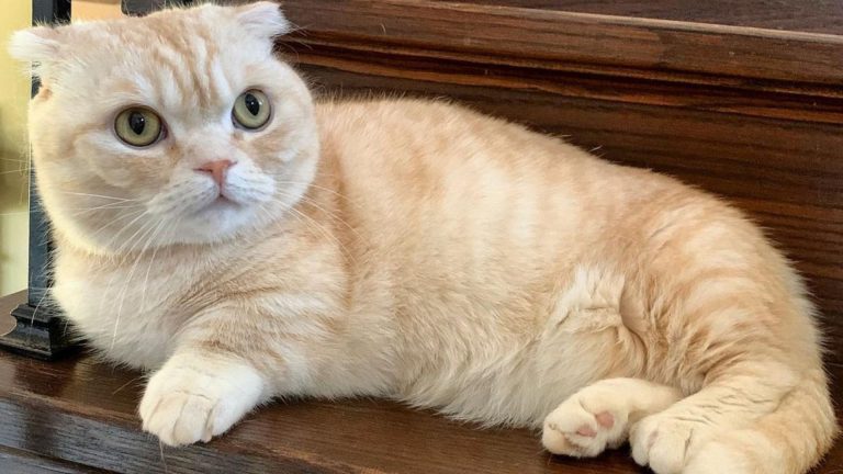 scottish fold munchkin cat