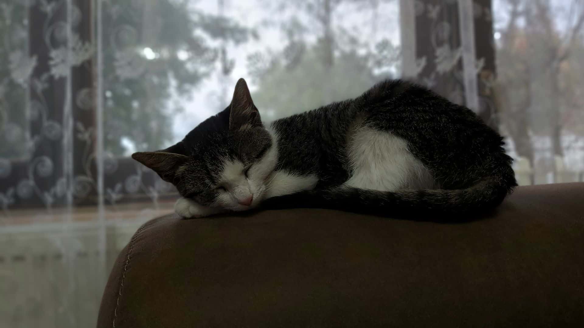cute cat sleeps on the armchair