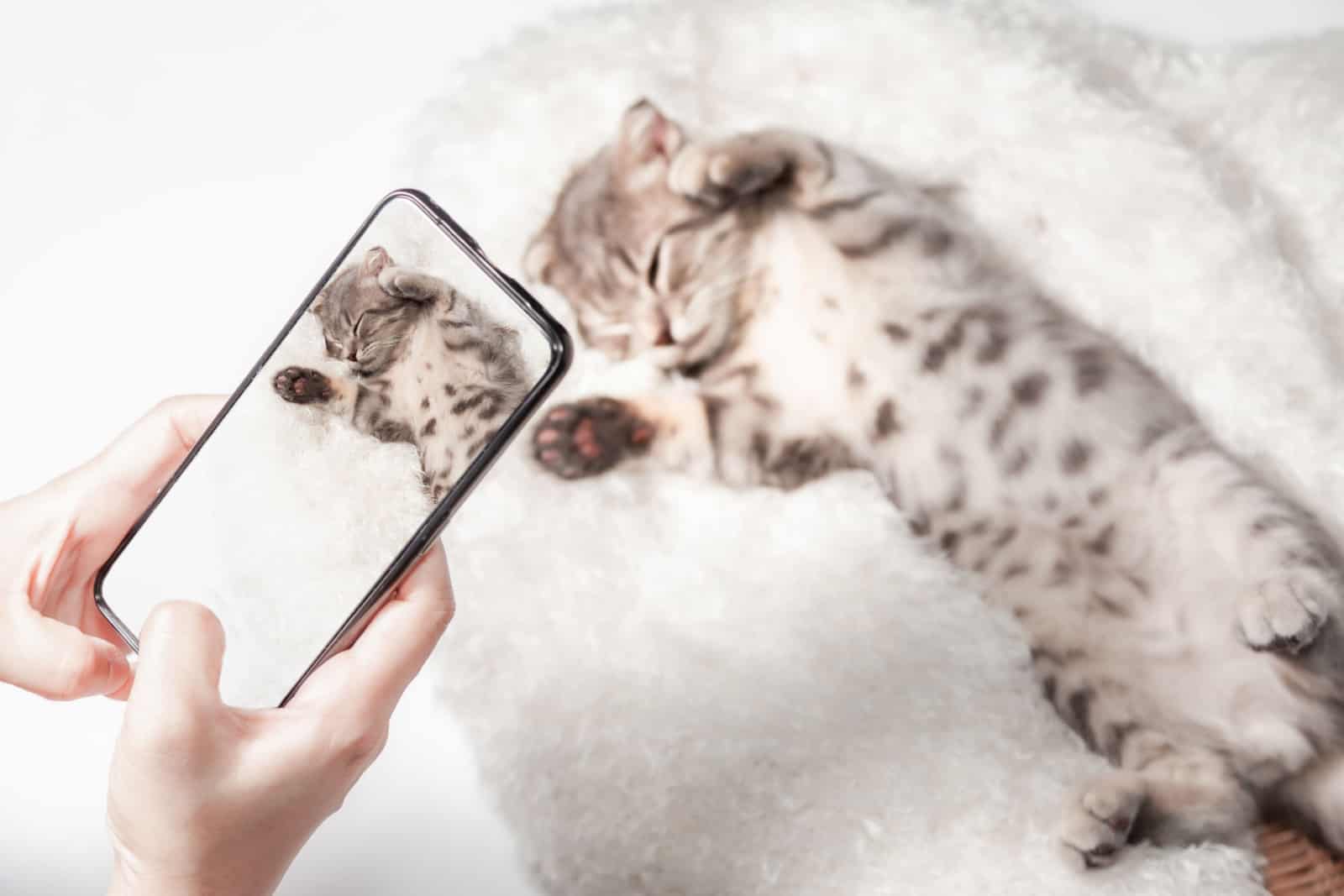 Women taking photo to Cat with cell telephone