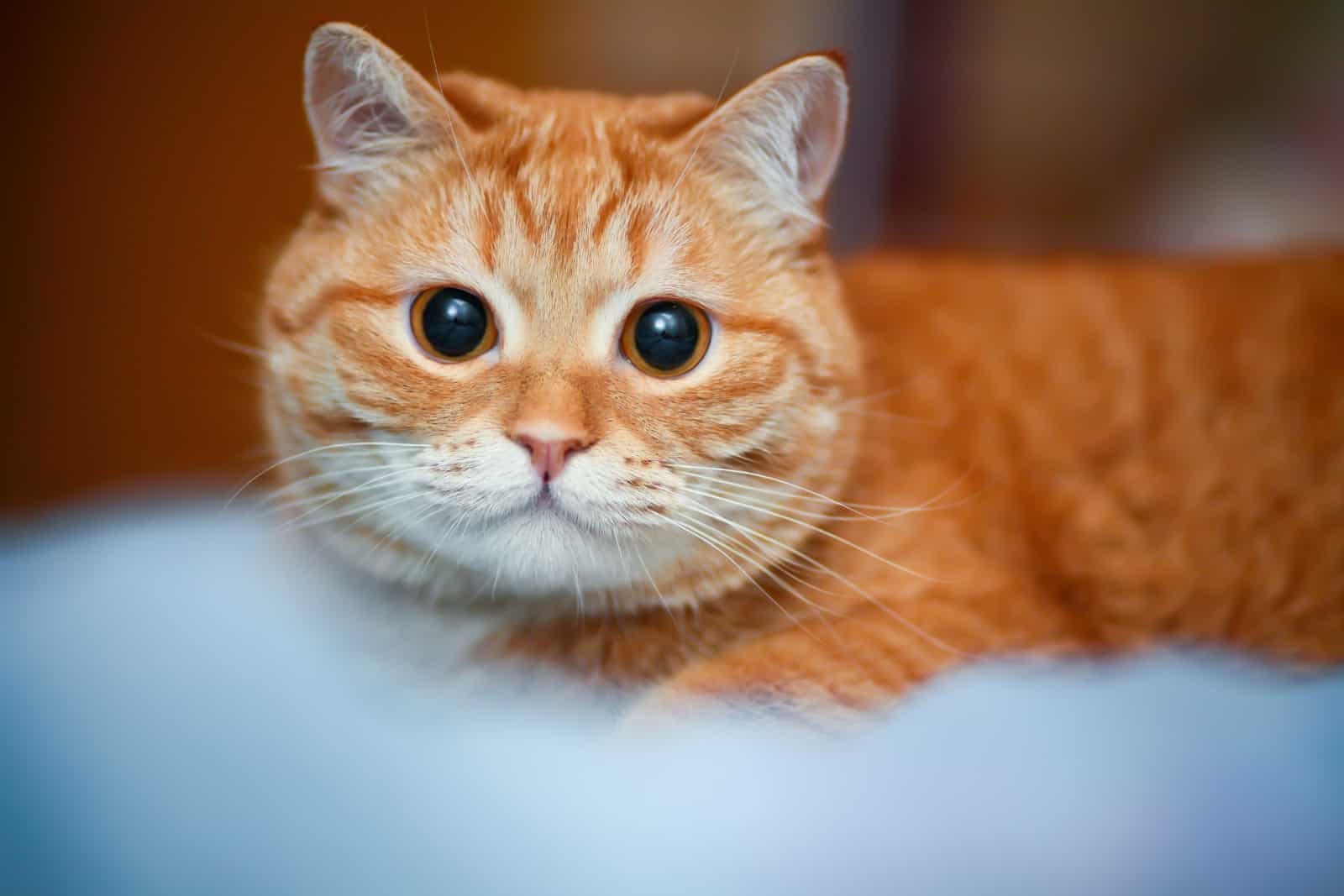Young red-headed cat surprised makes big large eyes