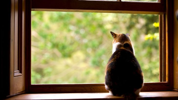 Your Cat’s Not Pooping But Acting Normal – Should You Worry?