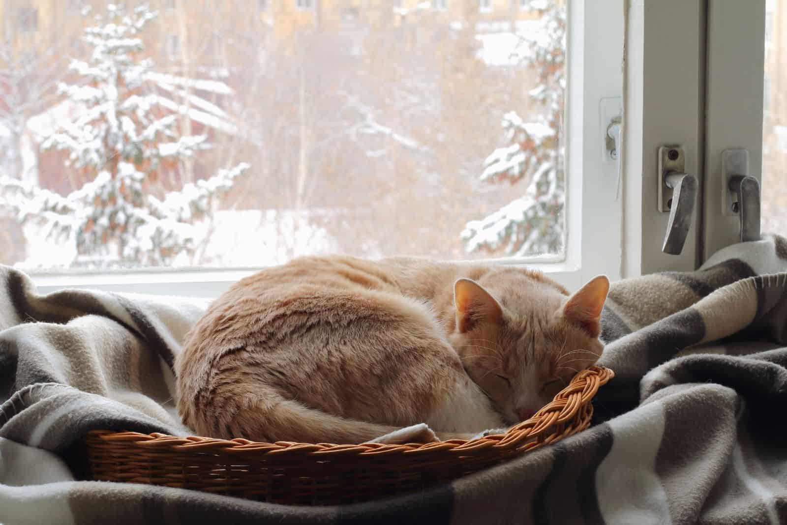 a beautiful cat sleeps in a basket