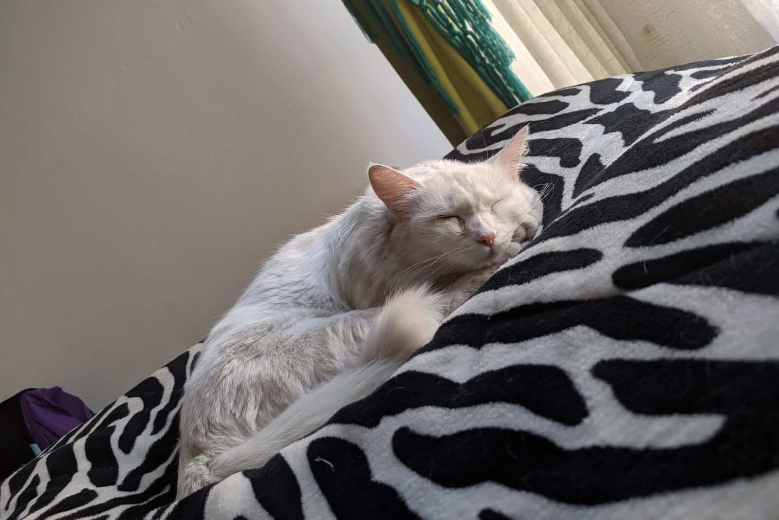 a beautiful white cat is sleeping