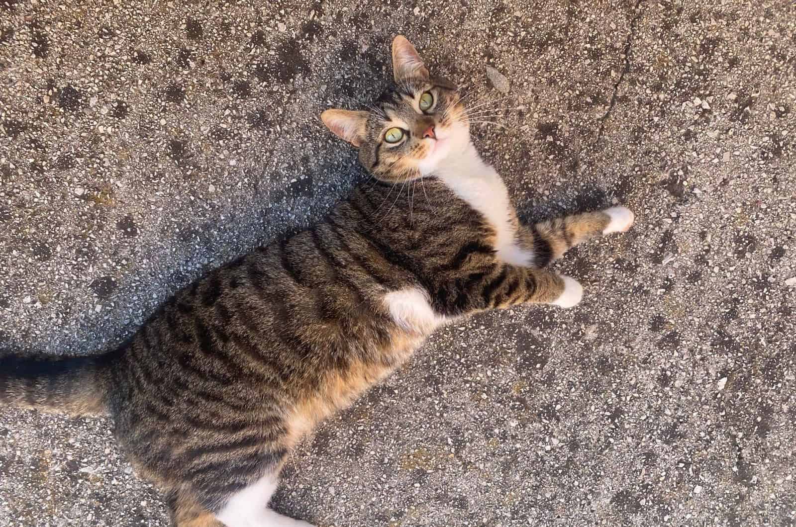 a cute bloated cat