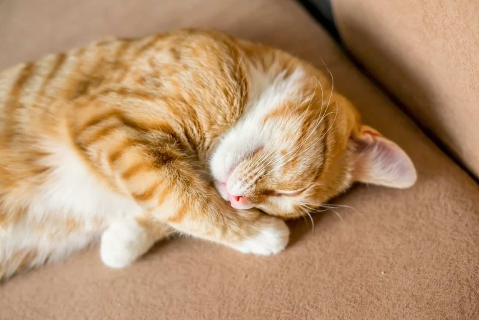 a cute cat is sleeping on the couch