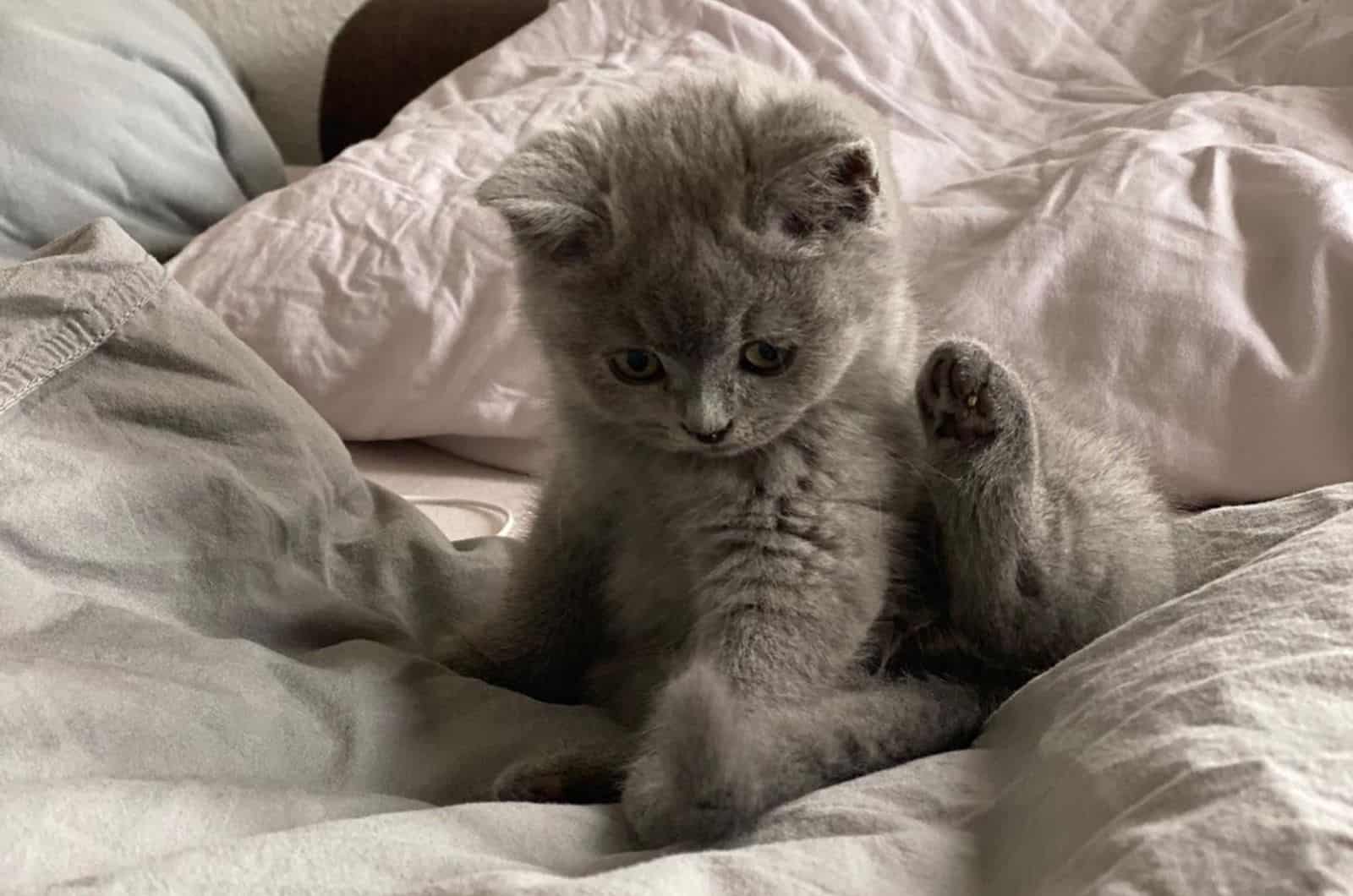 adorable grey kitten
