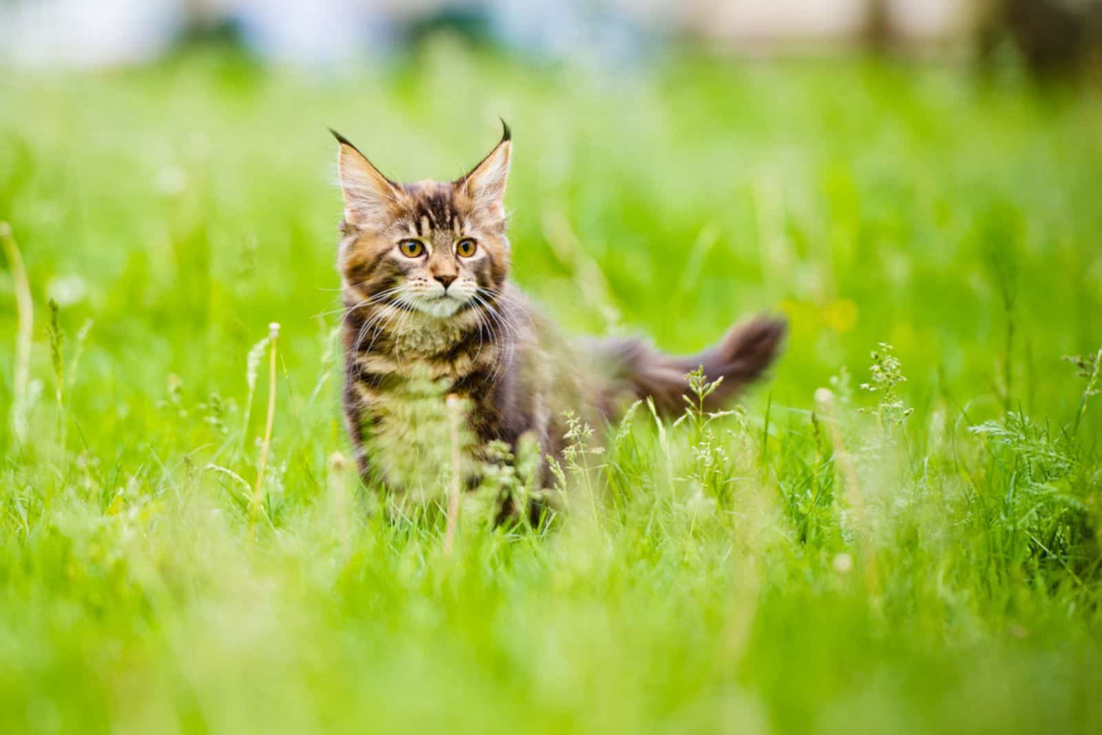 adorable maine coon kitten outdoors