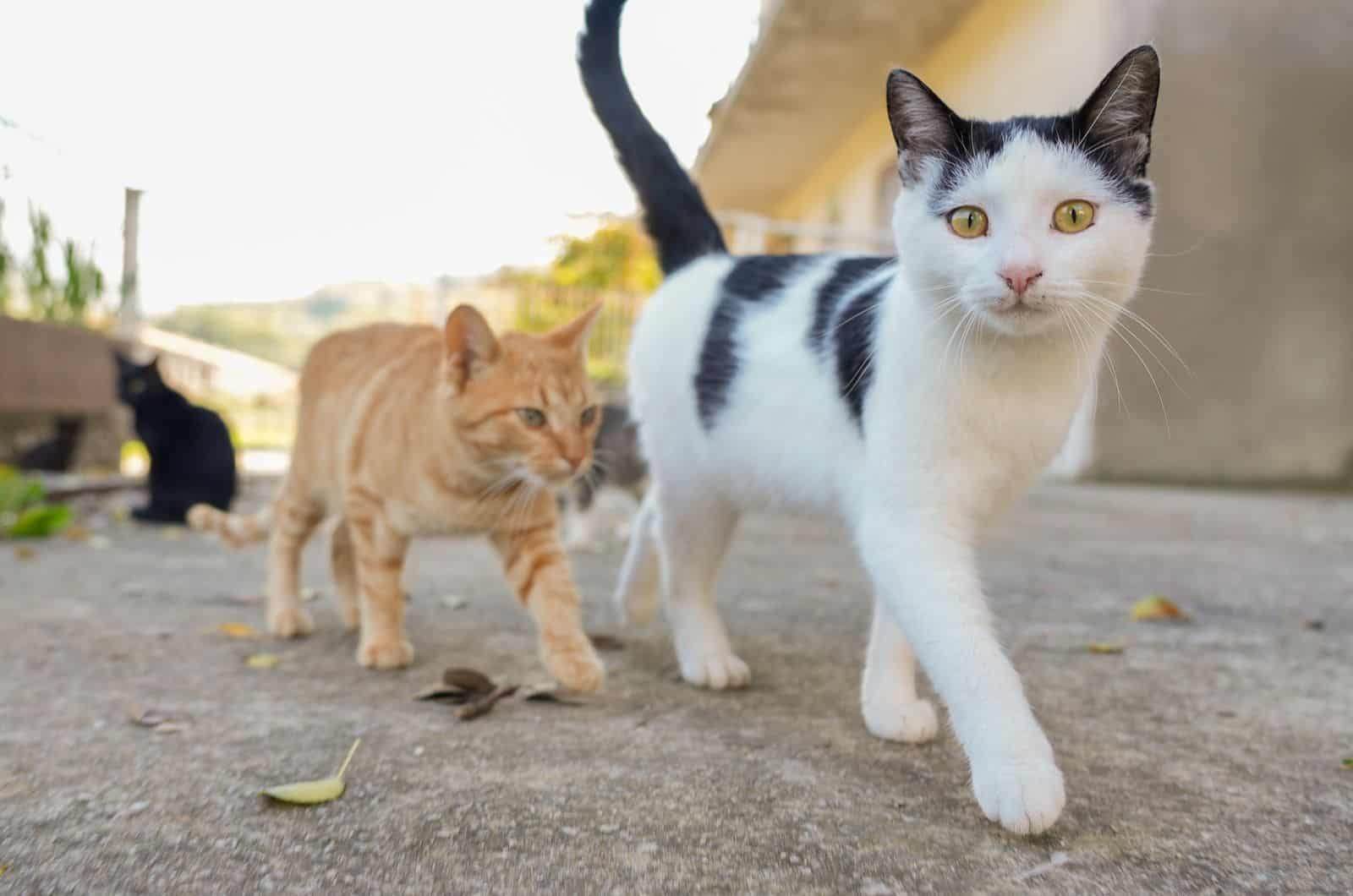 an orange and black and white cat walking towards the camera