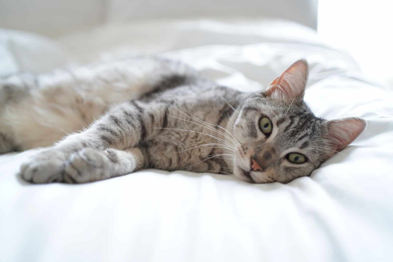 beautiful Egyptian Mau is lying on the bed