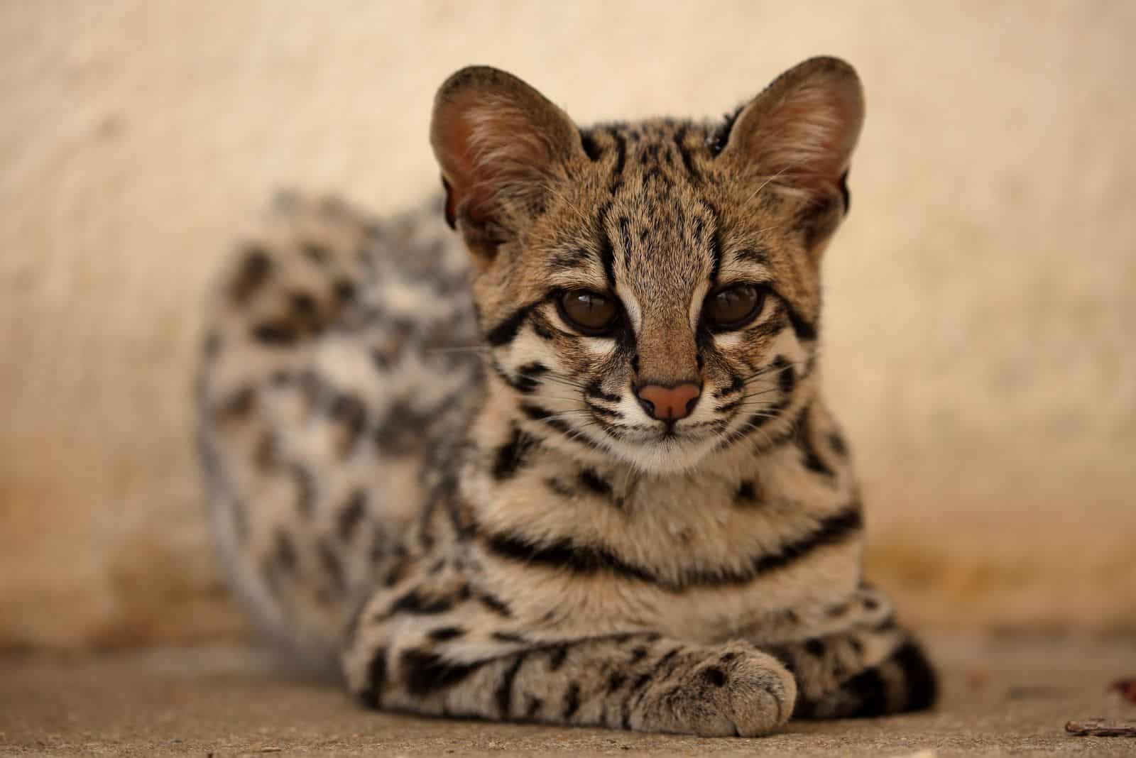 beautiful Ocelot cat