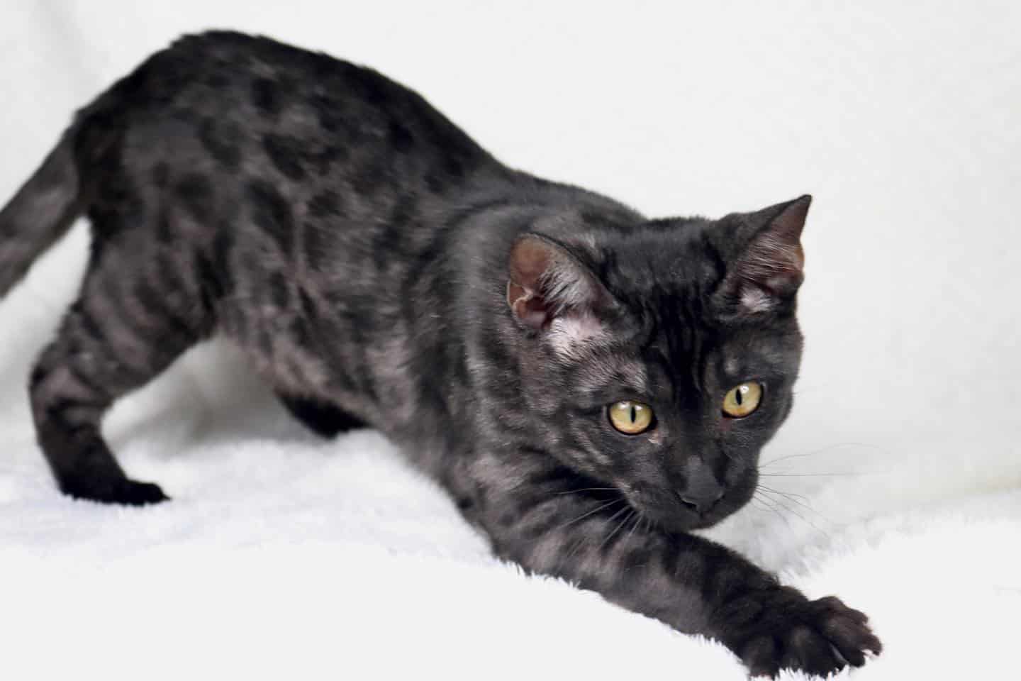 beautiful black bengal cat