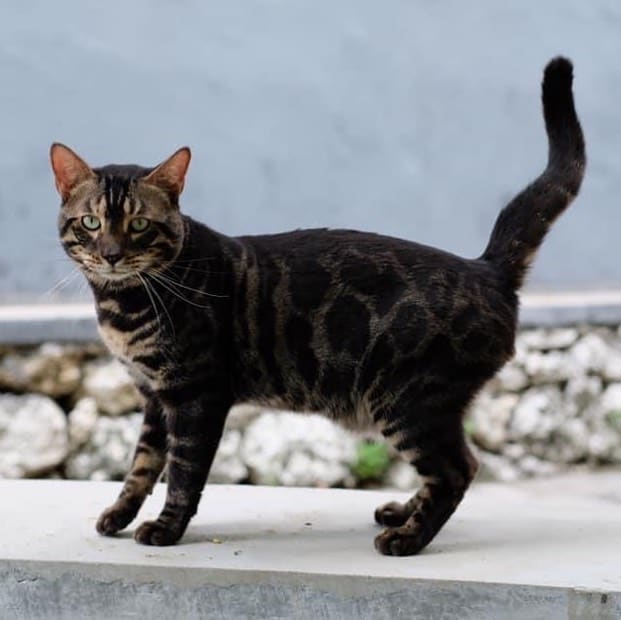 bengal black cat standing outdoor