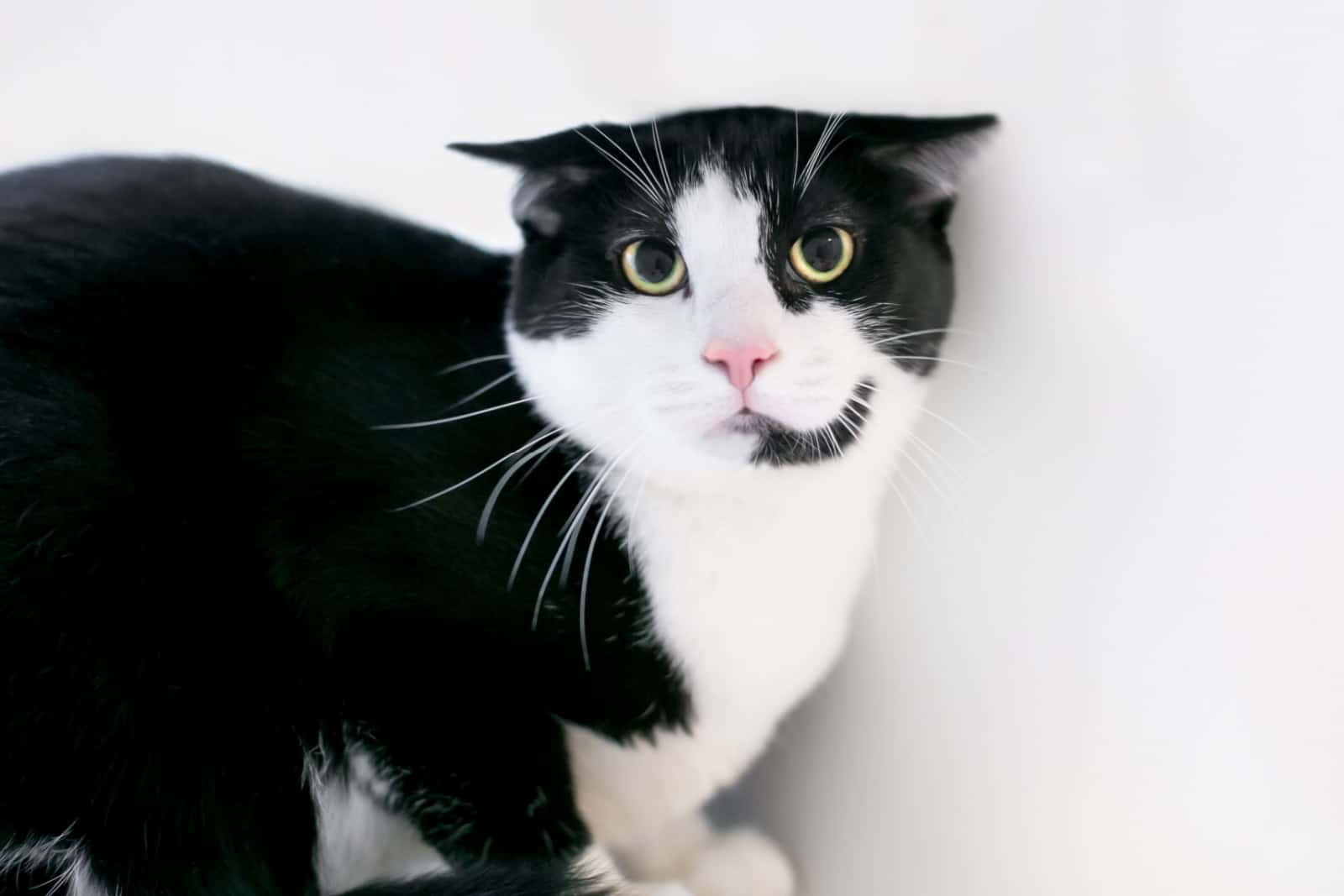 black and white cat with dilated eyes